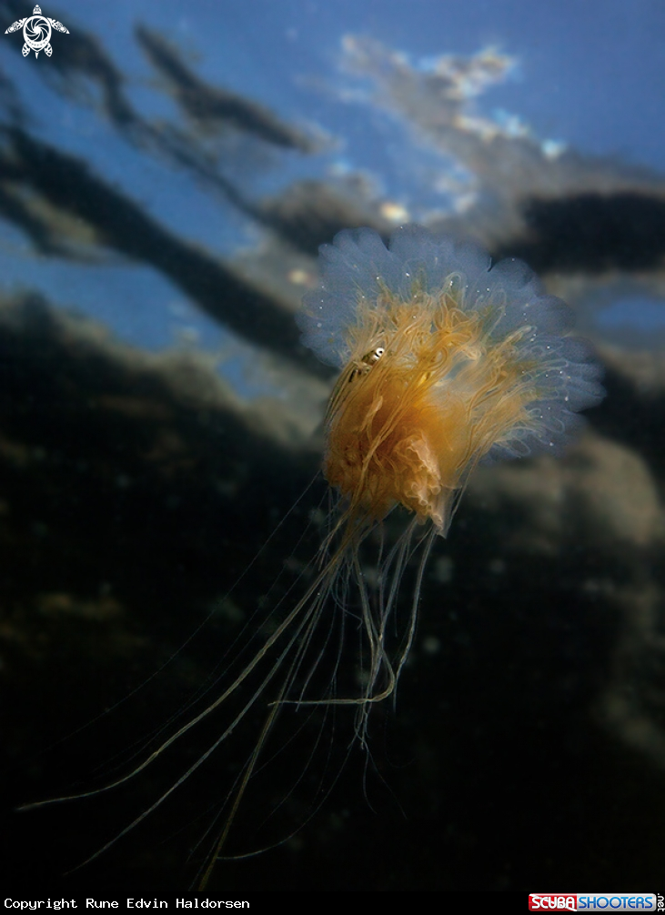 A Lions mane jellyfish and whitting