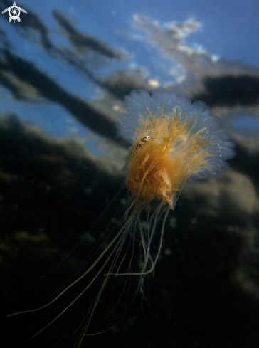 A Lions mane jellyfish and whitting