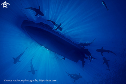 Silky sharks