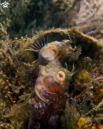 A Seaweed Blenny