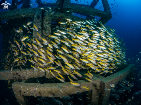 A Lutjanus lutjanus | Big Eye Snapper