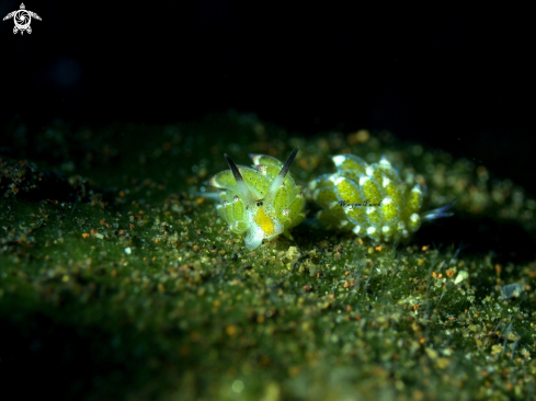 A Costasiella