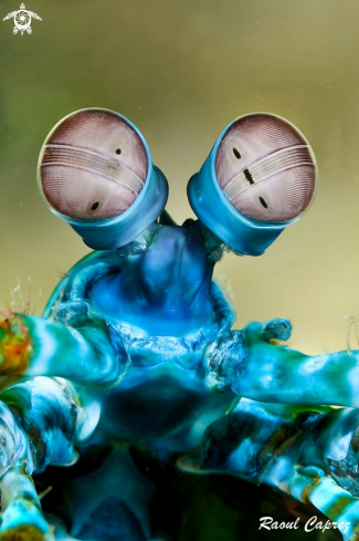 A Mantis shrimp