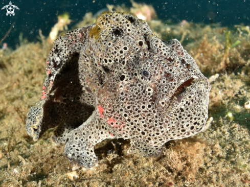 A Antennarius pictus | Painted Frogfish 