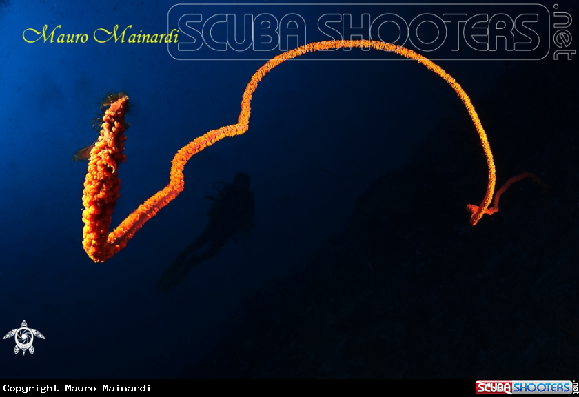 A Whip coral