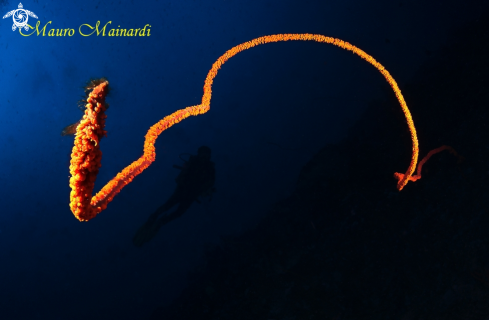 A Whip coral