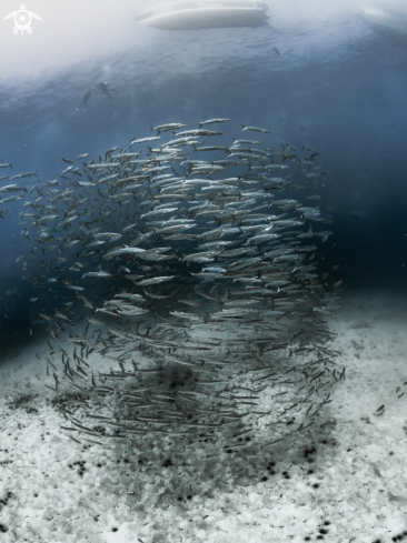 A Chevron Barracuda