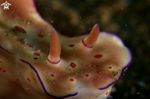 A Ceratosoma trilobatum | Ceratosoma trilobatum