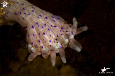 A Dwarf Anemone