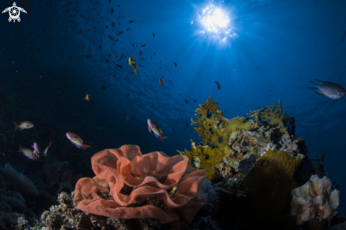 A Spanish dancer eggs