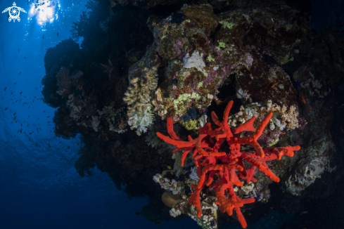 A Red Sponge