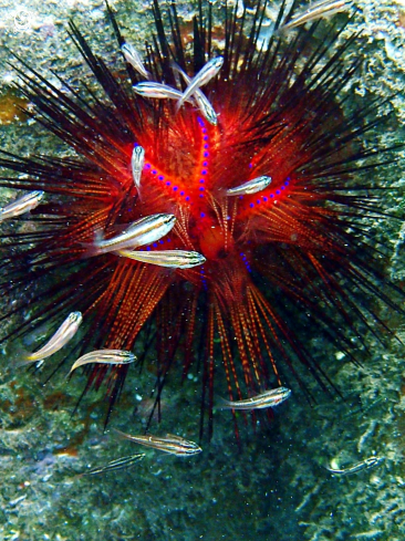 A Fire Urchin