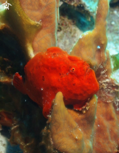 A Frog Fish