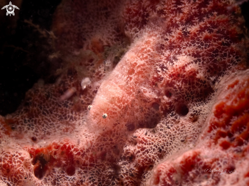 A Sponge Pink Shrimp 