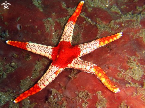 A Red underwater objects