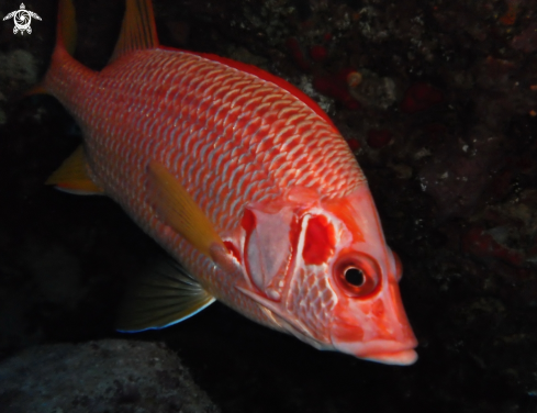 A Red underwater objects