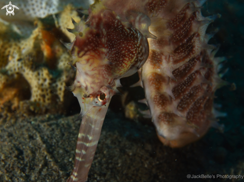 A Hippocampus histrix | Thorny Seahorse