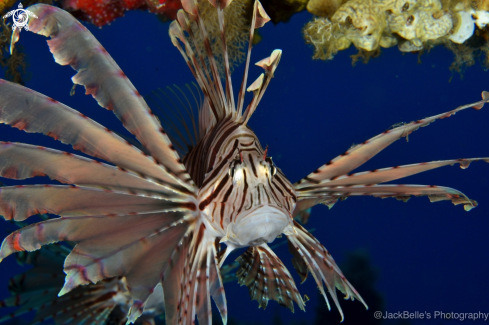 A Lionfish