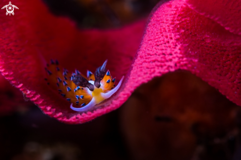 A Favorinus japonicus | Egg eating Nudibranch