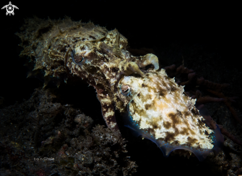 A Sepia officinalis | Squid