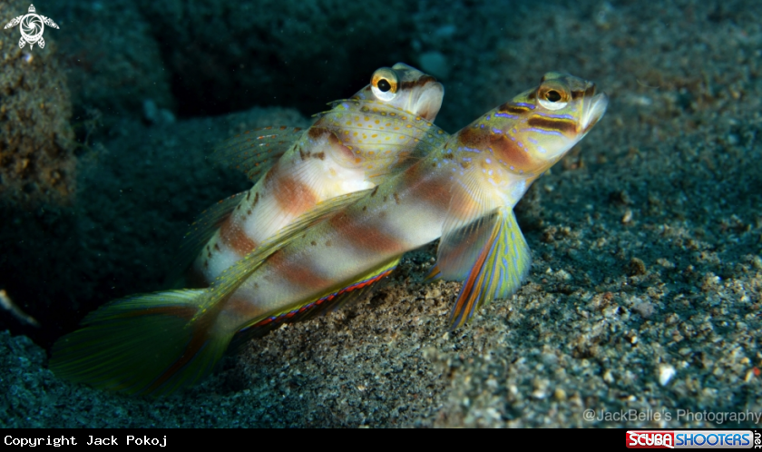 A Partner goby