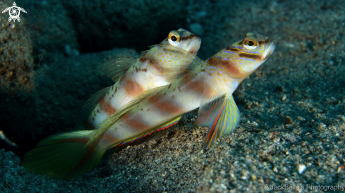 A Amblyeleotris diagonalis | Partner goby