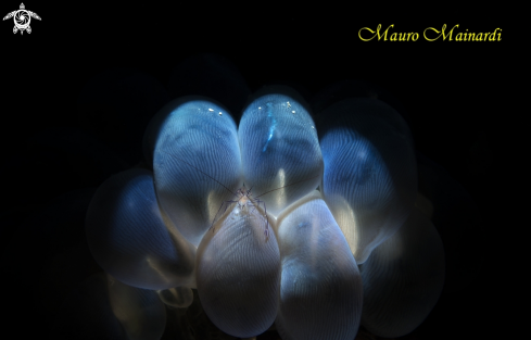 A Bubble coral shrimp