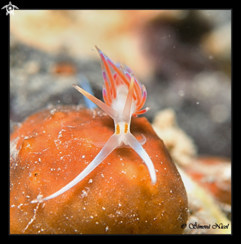 A Cratena peregrina