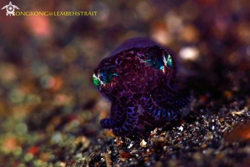 A Bobtail Squid