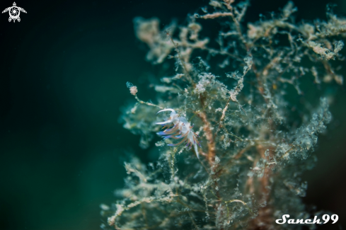 A Nudibranch