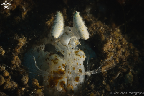 A Lysiosquillidae | Mantis shrimp