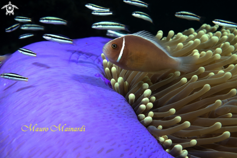 A Clownfish, anemone and company