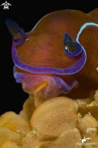 A Black Nudibranch