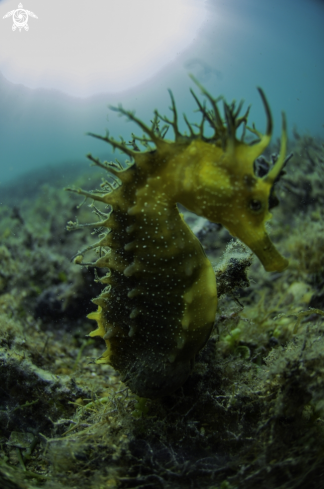 A seahorse