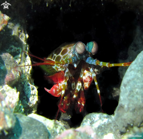 A Peacock mantis shrimp