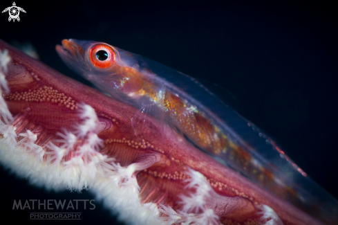 Large Whip Coral Goby