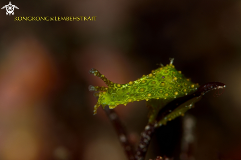 A Leafslug