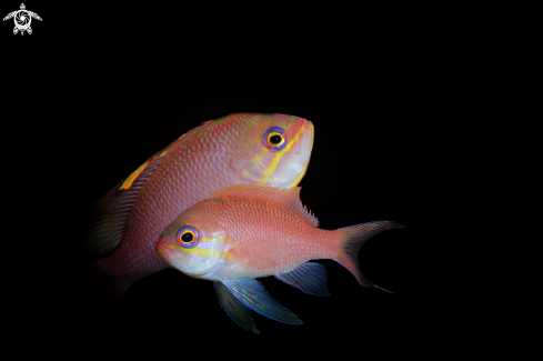 A anthias anthias