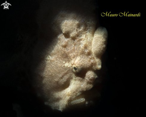 A Frogfish