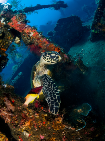 A Levity  Hawksbill Turtle