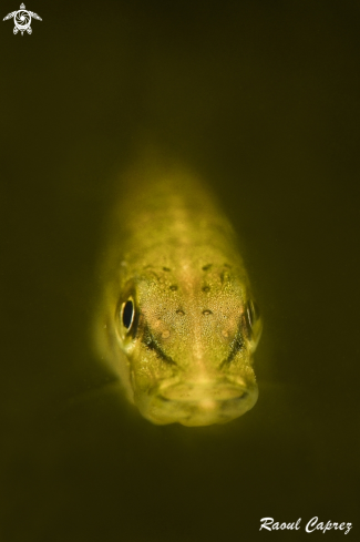 A Baby Pike