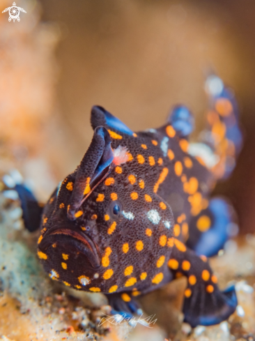 A (Antennarius pictus) | Juvenile Painted frogfish 