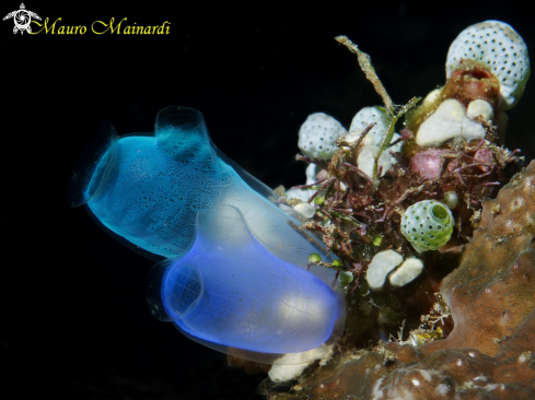 A Tunicates