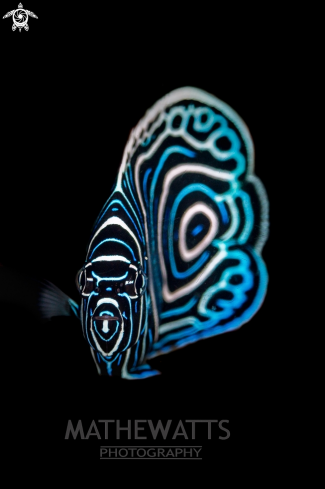 Juvenile Emperor Angelfish