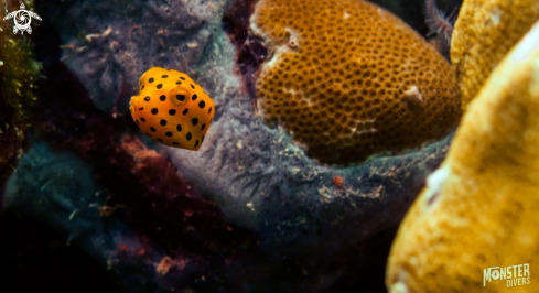 A Yellow boxfish 