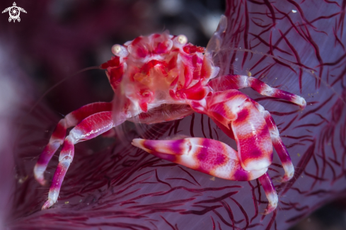 A Porcelain Crab