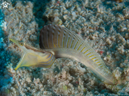 A Yellowface pikeblenny