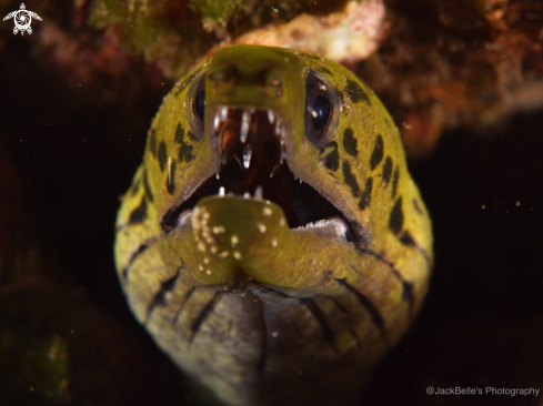 A Gymnothorax fimbriatus | Fimbriated Moray Eel 