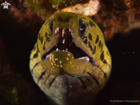 A Fimbriated Moray Eel 