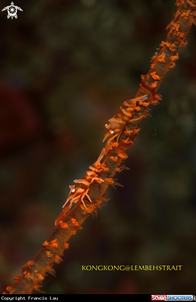 A Wire Coral Shrimps